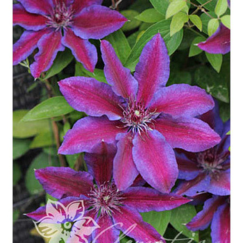 Клематис Акаиши P9 шт