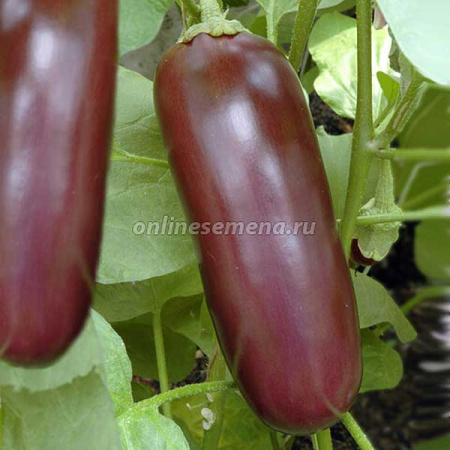 Баклажан Универсал 6 банка-500гр Поиск