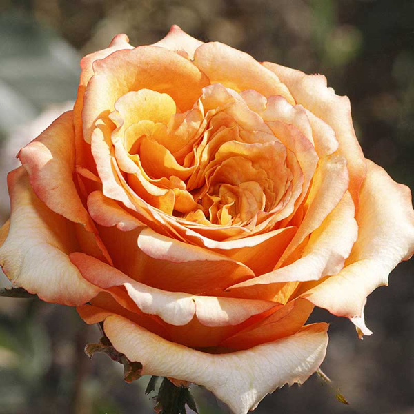 Роза флорибунда Каралуна Садовита