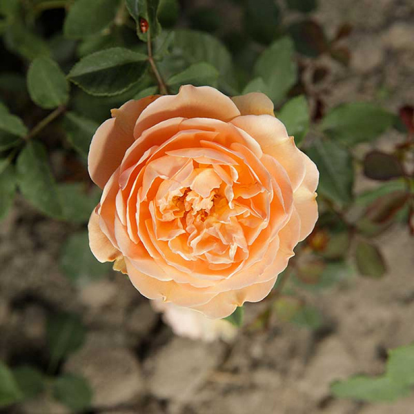 Роза шраб Краун Принцесс Маргарет (английская) Садовита