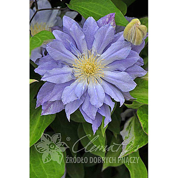 12746 Клематис Ажур Болл P9 ,шт