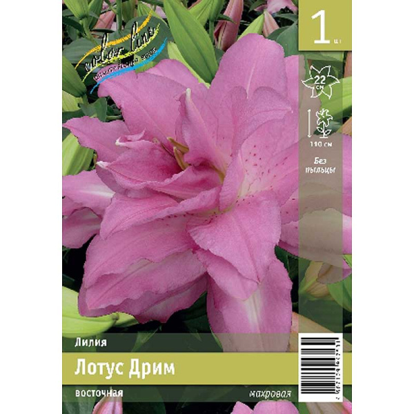 Лилия Лотус Дрим 16/18 1 Эконом шт