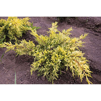 Можжевельник Juniperus Pfitzeriana King Of Spring P9 ,шт Садовита 9309