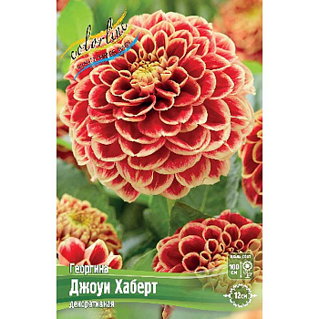 Георгина Джоуи Хаберт I 1 шт