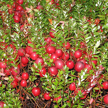 Клюква Крупноплодная Мак Фарлен Р9 шт Садовита