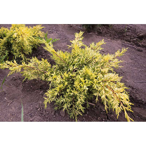 Можжевельник Juniperus Pfitzeriana King Of Spring P9 ,шт Садовита 9309