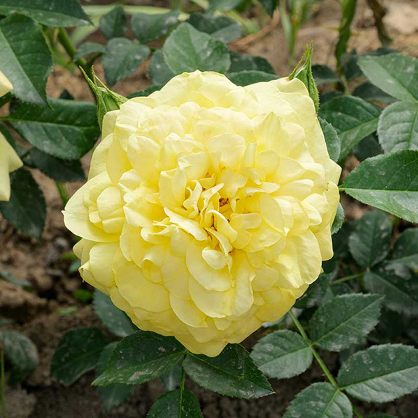 Роза Флорибунда Инка Садовита