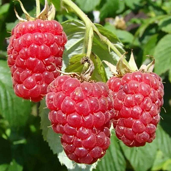 Малина Дельбар Манифик Садовита