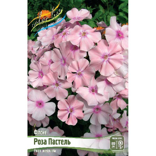 Флокс Роза Пастель I 2 шт