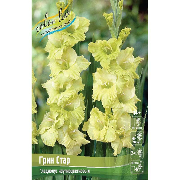7754 Шоу-Бокс Гладиолус Грин Стар 10/12 100 шт