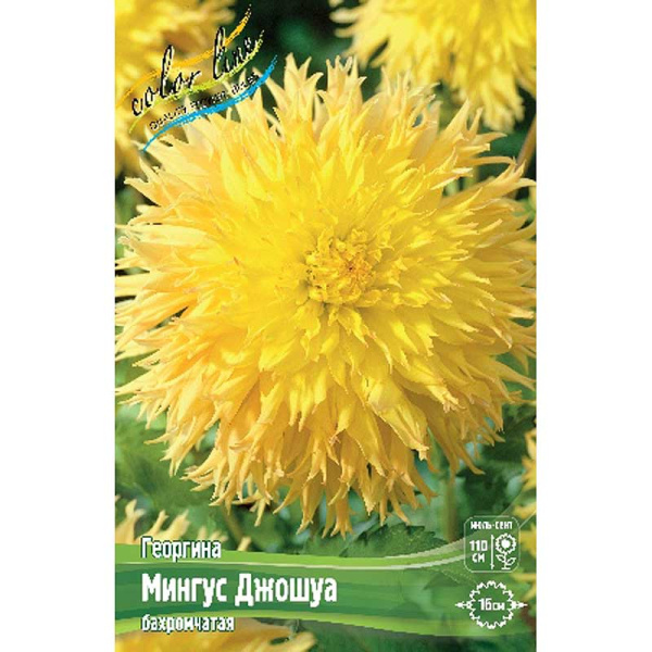 Георгина Мингус Джошуа I 1 шт 