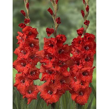 Гладиолус Красный 10/12 10 шт