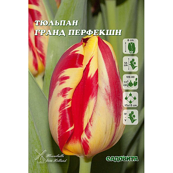 Тюльпан Гранд Перфекшн 11/12 8 шт Садовита