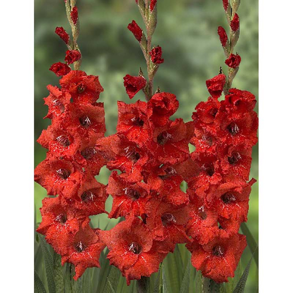 Гладиолус Красный 10/12 10 шт