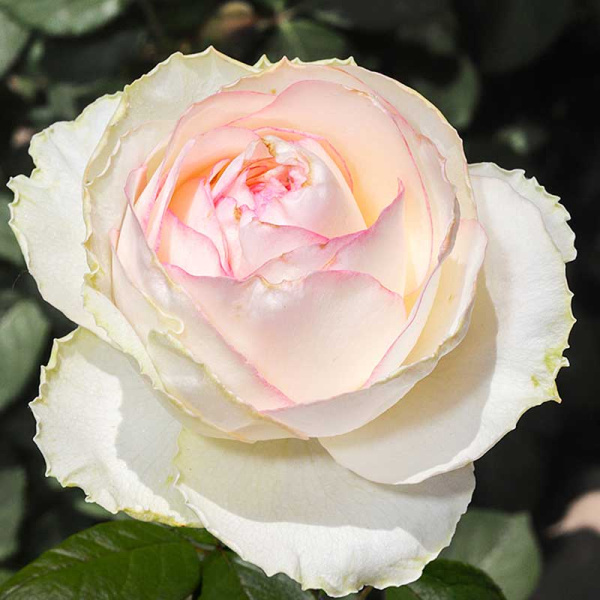 Роза чайно-гибридная Белла Вита Садовита