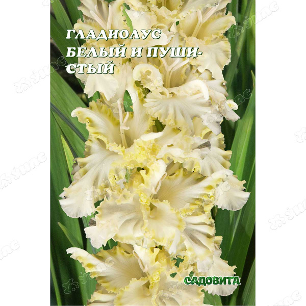 Гладиолус Белый И Пушистый Рс 10/12 15 шт Садовита шт