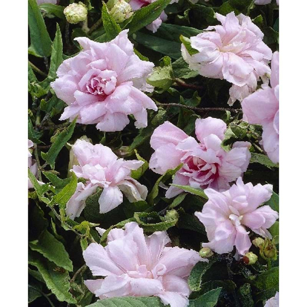 Калистегия Флоре Плено P9 шт