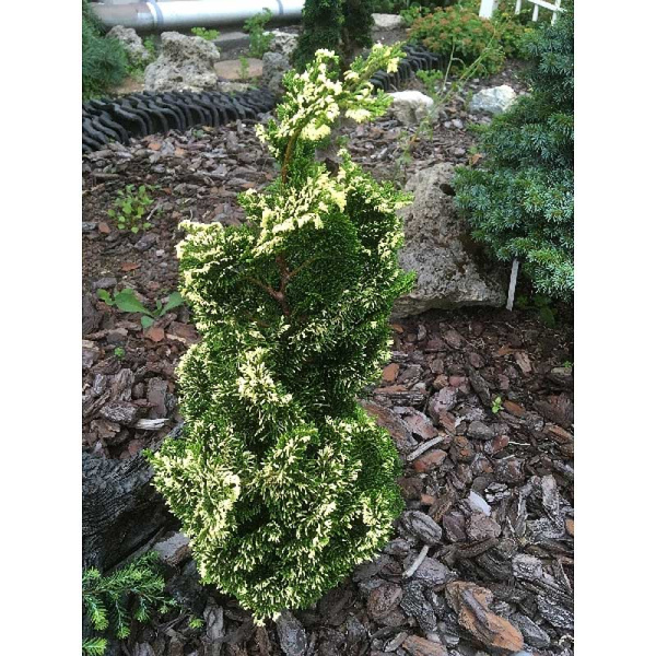 15812 Кипарисовик Тупой Тониа C3 25-30cm ,шт