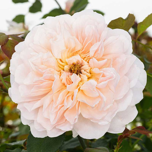 Роза шраб Ти Клиппер (Английская) Садовита