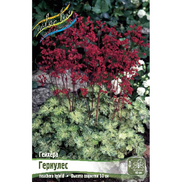 Гейхера Геркулес I 25 шт Биг-пак 1856 
