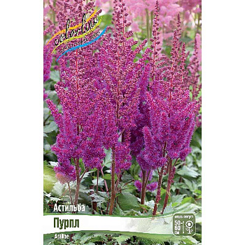 Астильба Пурпл 2/3 n 1 шт