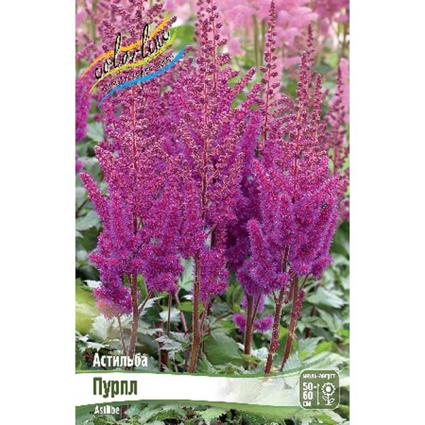 Астильба Пурпл 2/3 n 1 шт