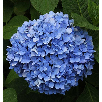 Гортензия Крупнолистовая Блауер Цверг P9