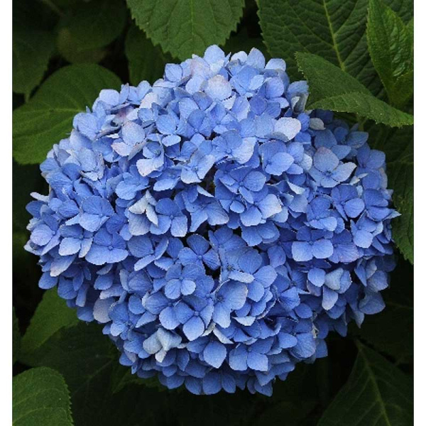 Гортензия Крупнолистовая Блауер Цверг P9