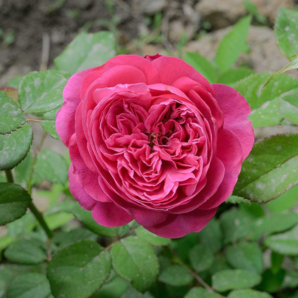 Роза Флорибунда Гектор Садовита