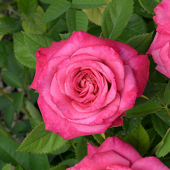 Роза Спрей Маргарита Садовита