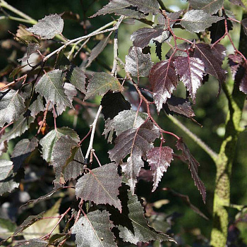 Берёза Повислая Ройал Фрост P14 шт