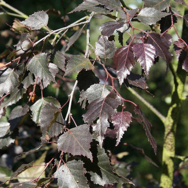 Берёза Повислая Ройал Фрост P14 шт