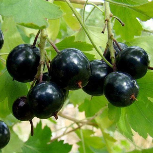 Смородина золотистая Венера Садовита