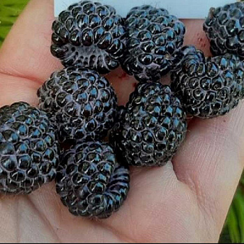 9460 Малина Меган P9 ,шт