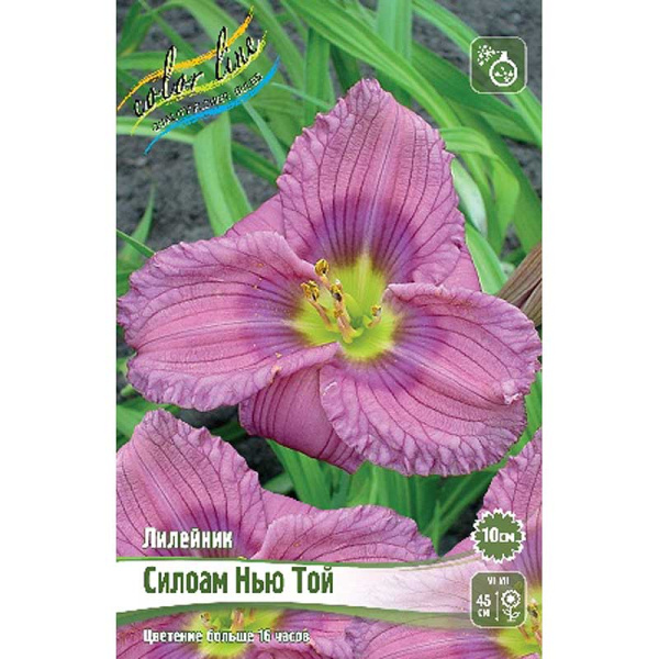Лилейник Силоам Нью Той I 25 шт Биг-пак 9742 