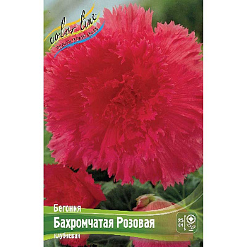 Бегония Бахромчатая Розовая 5/6 3 шт 