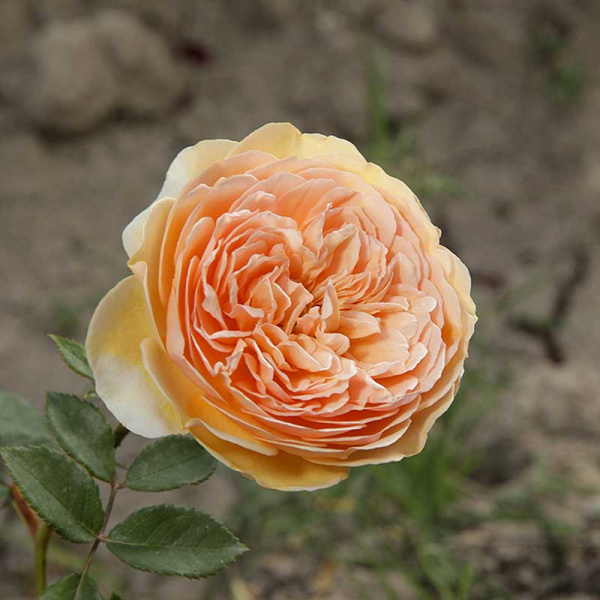 Роза шраб Краун Принцесс Маргарет (английская) Садовита