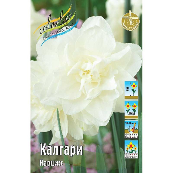 337 Шоу-бокс Нарцисс Калгари z10-12 50 шт 