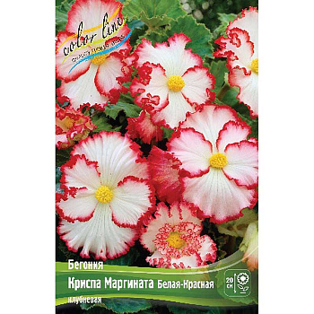 Бегония Криспа Маргината Белая-Красная 5/6 50 шт Шоу-бокс 8824