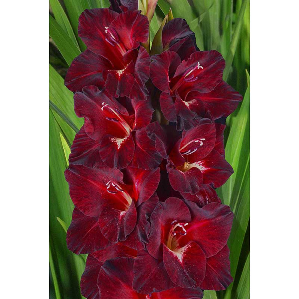 Гладиолус Кот Бегемот 8/10 15 шт, Садовита 