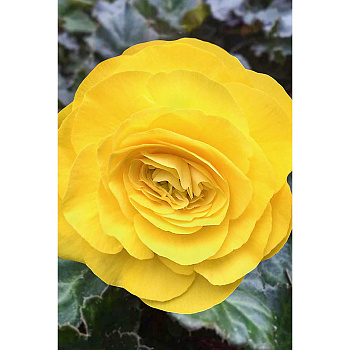 Бегония Нон Стоп Желтая 5/6 3 шт Садовита 