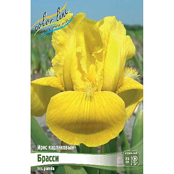 Ирис Карликовый Брасси I 25 шт Биг-пак 9710