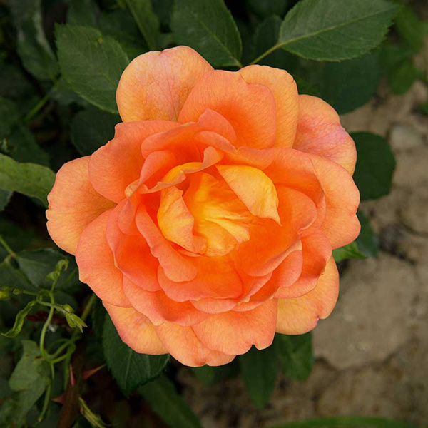 Роза шраб Леди Эмма Гамильтон (Английская) Садовит