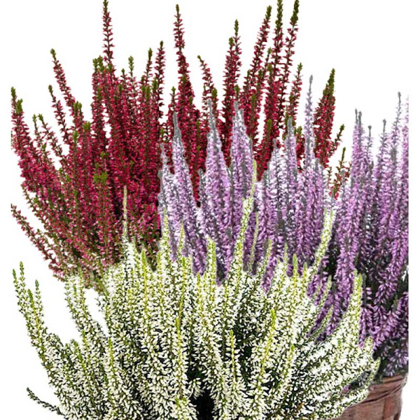 16753 Вереск Обыкновенный Трио Герлс (Афина-Хильда-Хелена) P12 конт. шт