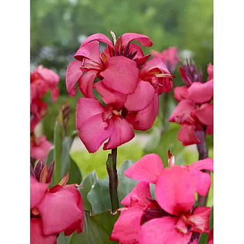 8361 Шоу-Бокс Канна (Зелен) Шайнинг Пинк I 15 шт