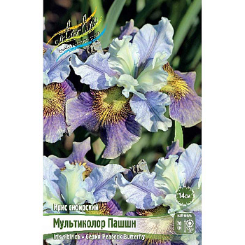 Ирис Сибирский Мультиколор Пашшн I 1 шт