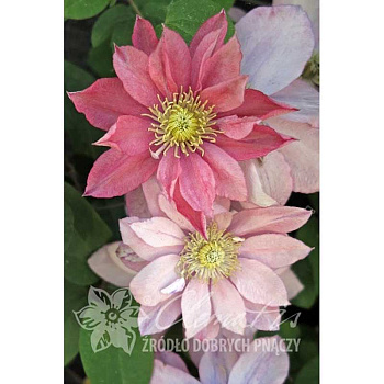 Клематис Литтл Мермейд P9 шт