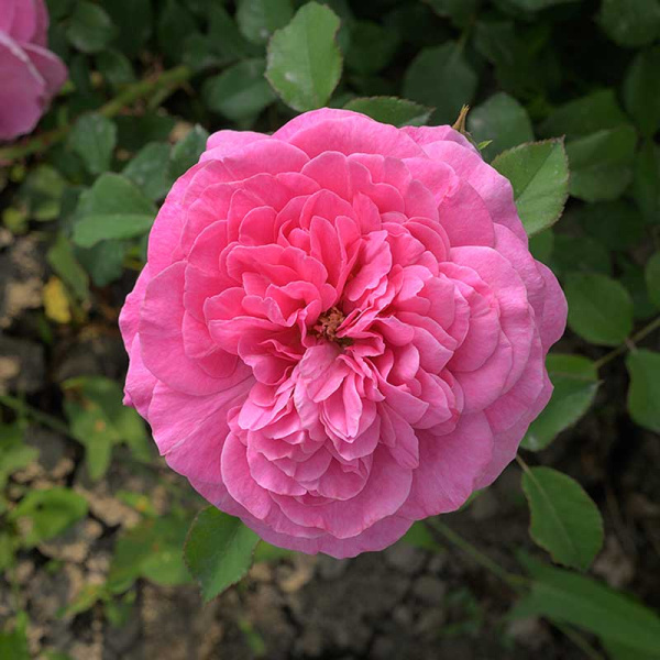 Роза Шраб Абдиэль Садовита