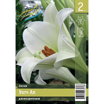 Лилия Уотч Ап 11/12 2 Эконом шт 