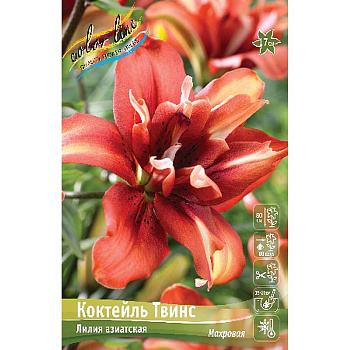 Лилия Коктейль Твинс 12/14 5 шт 